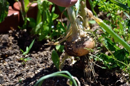 Horticultura para principiantes:comience de manera simple para obtener los mejores resultados