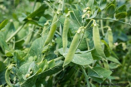 Horticultura para principiantes:comience de manera simple para obtener los mejores resultados