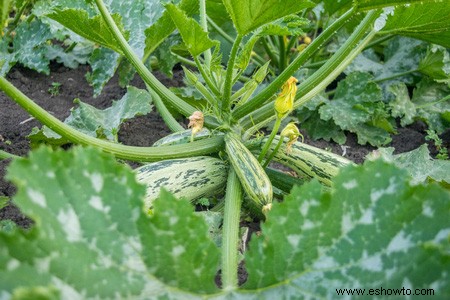Horticultura para principiantes:comience de manera simple para obtener los mejores resultados