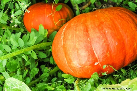 Horticultura para principiantes:comience de manera simple para obtener los mejores resultados