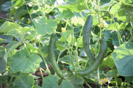 Horticultura para principiantes:comience de manera simple para obtener los mejores resultados