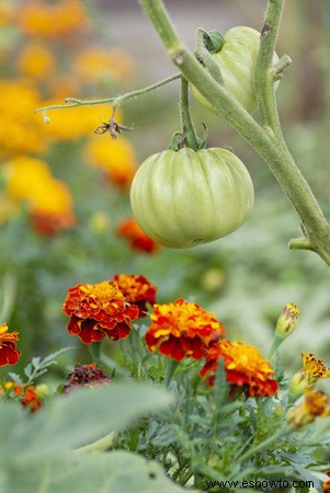 Horticultura para principiantes:comience de manera simple para obtener los mejores resultados