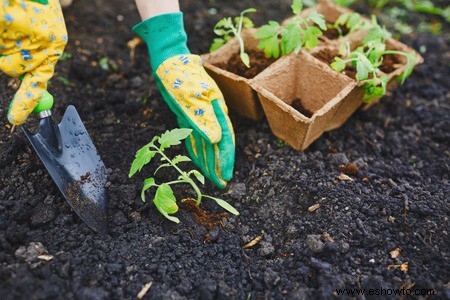 Horticultura para principiantes:comience de manera simple para obtener los mejores resultados