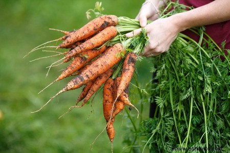 Horticultura para principiantes:comience de manera simple para obtener los mejores resultados