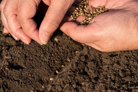 Horticultura para principiantes:comience de manera simple para obtener los mejores resultados