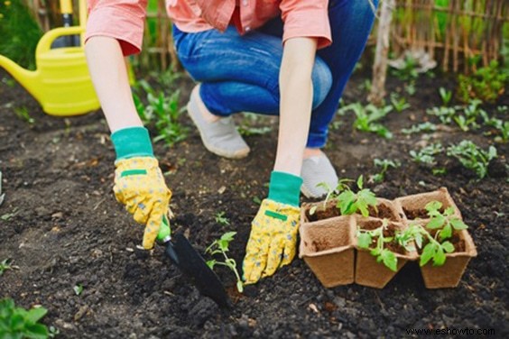 Horticultura para principiantes:comience de manera simple para obtener los mejores resultados