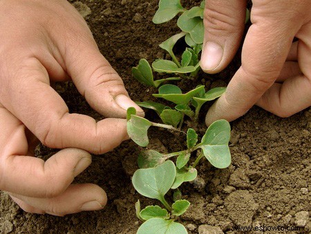 Horticultura para principiantes:comience de manera simple para obtener los mejores resultados
