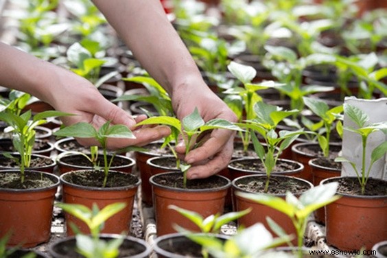 Horticultura para principiantes:comience de manera simple para obtener los mejores resultados