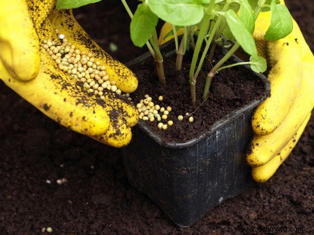 Horticultura para principiantes:comience de manera simple para obtener los mejores resultados