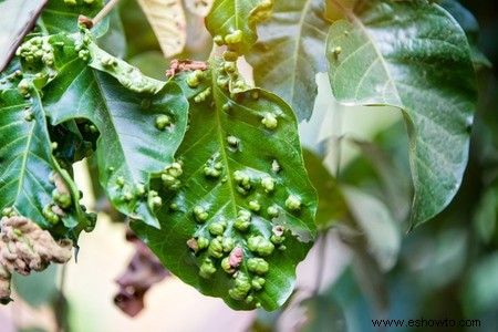 Horticultura para principiantes:comience de manera simple para obtener los mejores resultados