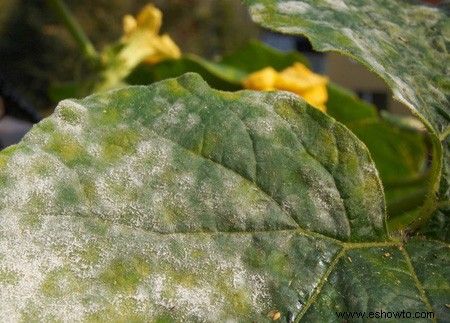 Horticultura para principiantes:comience de manera simple para obtener los mejores resultados