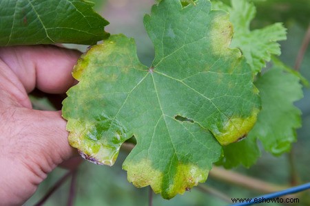 Horticultura para principiantes:comience de manera simple para obtener los mejores resultados