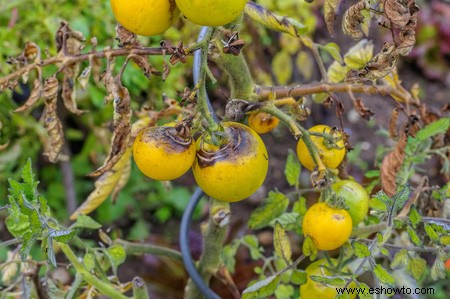 Horticultura para principiantes:comience de manera simple para obtener los mejores resultados