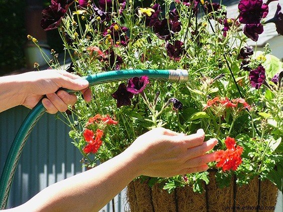 Los mejores consejos para regar las plantas:todo lo que debes saber