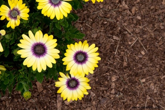 Los mejores consejos para regar las plantas:todo lo que debes saber