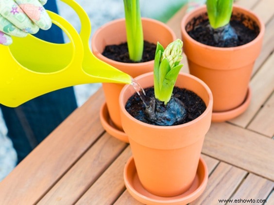 Los mejores consejos para regar las plantas:todo lo que debes saber