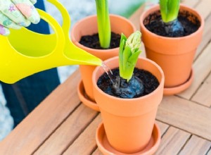 Guía experta: Mejores consejos para regar plantas de interior y exterior