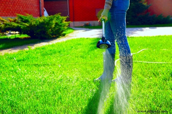 Los mejores consejos para regar las plantas:todo lo que debes saber