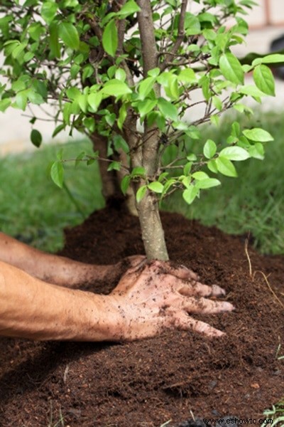 Los mejores consejos para regar las plantas:todo lo que debes saber