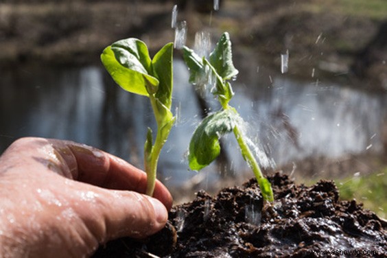 Los mejores consejos para regar las plantas:todo lo que debes saber