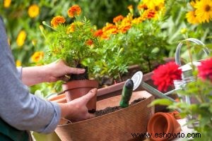 Un  cómo  para la protección de plantas en macetas al aire libre