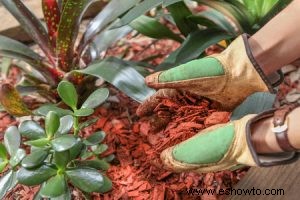 Un  cómo  para la protección de plantas en macetas al aire libre