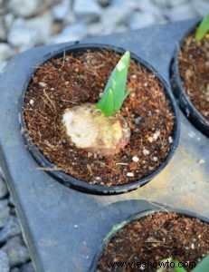 Un  cómo  para la protección de plantas en macetas al aire libre