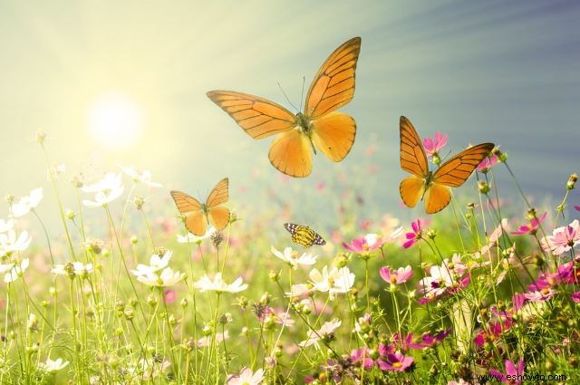 Atraer mariposas:las mejores flores para el hábitat de las mariposas