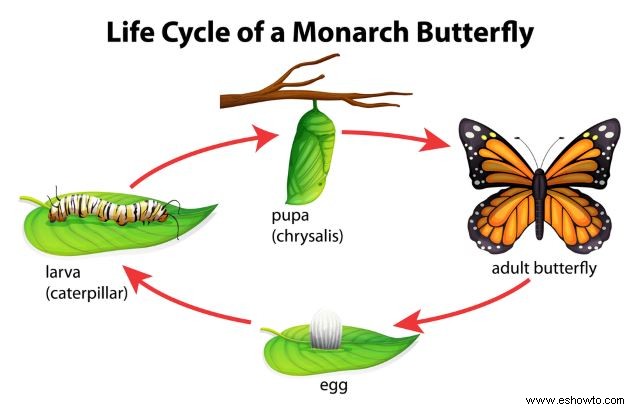 Atraer mariposas:las mejores flores para el hábitat de las mariposas