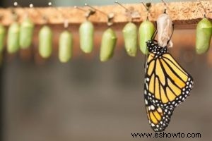 Atraer mariposas:las mejores flores para el hábitat de las mariposas