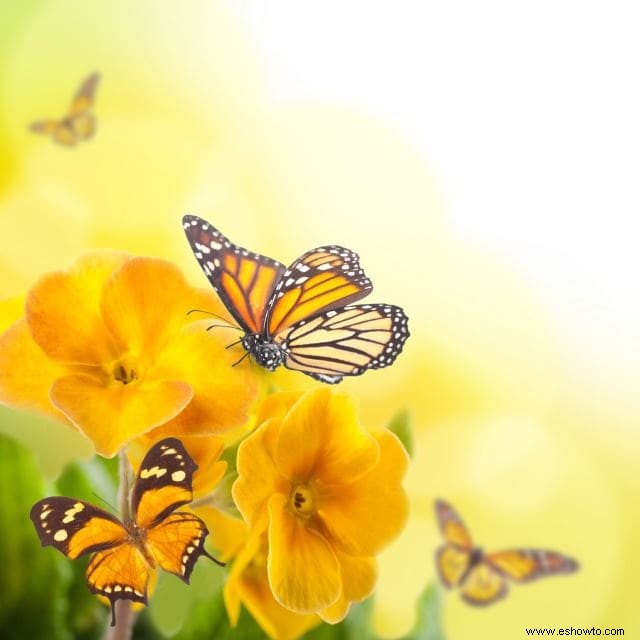 Atraer mariposas:las mejores flores para el hábitat de las mariposas