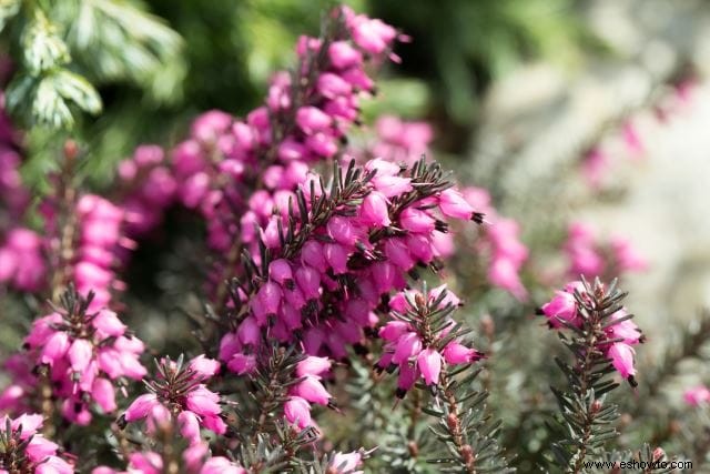 Atraer mariposas:las mejores flores para el hábitat de las mariposas