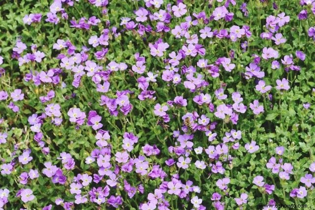 Atraer mariposas:las mejores flores para el hábitat de las mariposas