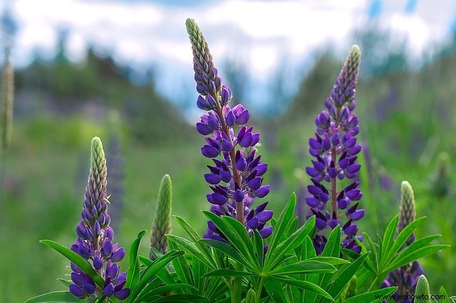 Atraer mariposas:las mejores flores para el hábitat de las mariposas