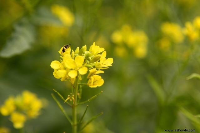 Atraer mariposas:las mejores flores para el hábitat de las mariposas