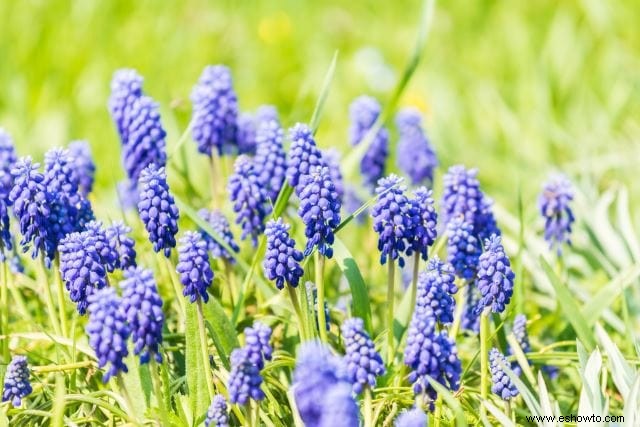 Atraer mariposas:las mejores flores para el hábitat de las mariposas