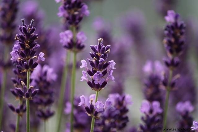 Atraer mariposas:las mejores flores para el hábitat de las mariposas