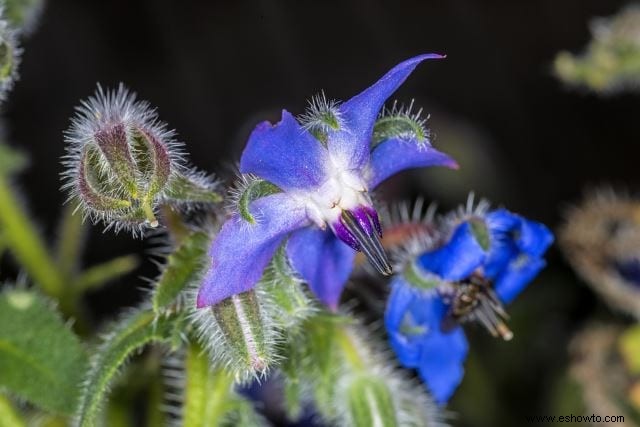 Atraer mariposas:las mejores flores para el hábitat de las mariposas