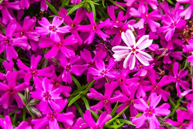 Atraer mariposas:las mejores flores para el hábitat de las mariposas