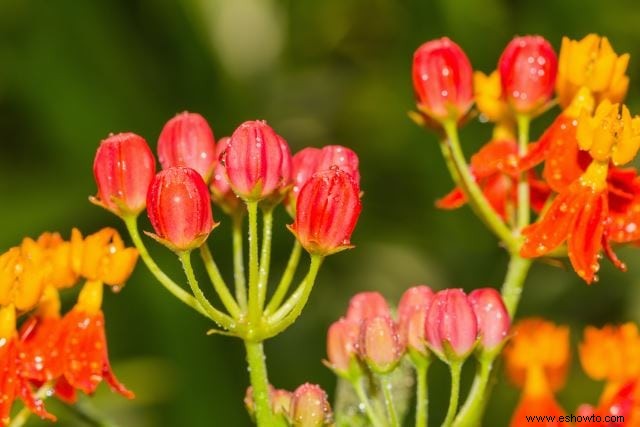 Atraer mariposas:las mejores flores para el hábitat de las mariposas