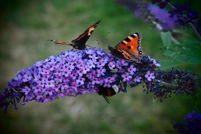 Atraer mariposas:las mejores flores para el hábitat de las mariposas