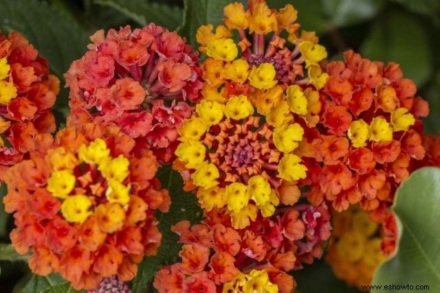 Atraer mariposas:las mejores flores para el hábitat de las mariposas