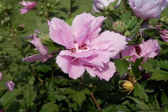 Atraer mariposas:las mejores flores para el hábitat de las mariposas