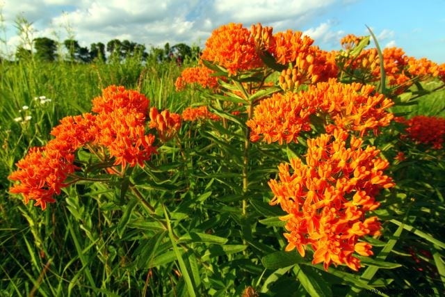 Atraer mariposas:las mejores flores para el hábitat de las mariposas