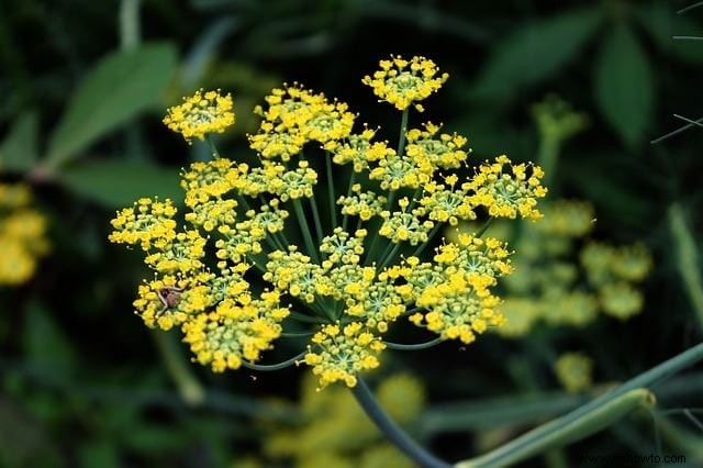 Atraer mariposas:las mejores flores para el hábitat de las mariposas