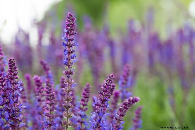 Atraer mariposas:las mejores flores para el hábitat de las mariposas