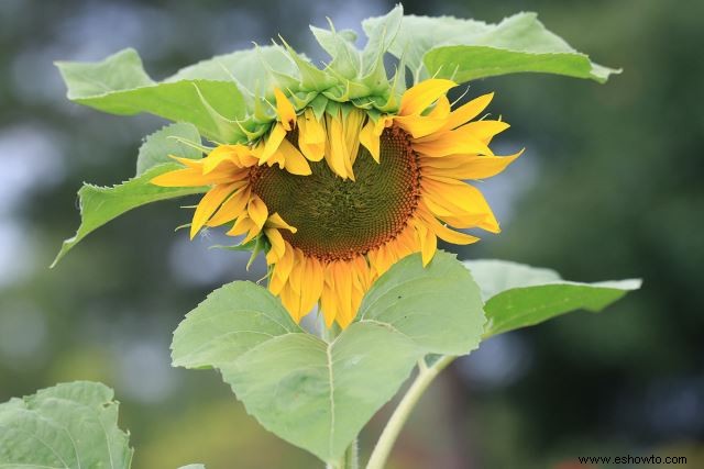 Atraer mariposas:las mejores flores para el hábitat de las mariposas