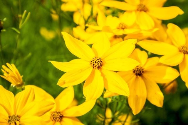 Atraer mariposas:las mejores flores para el hábitat de las mariposas