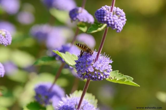 Atraer mariposas:las mejores flores para el hábitat de las mariposas