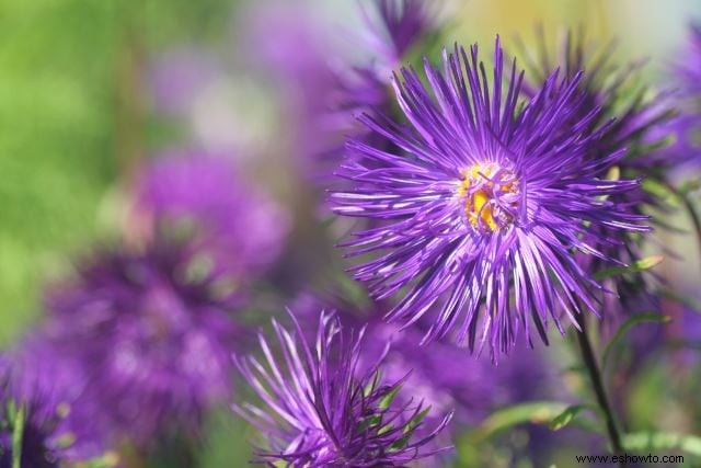 Atraer mariposas:las mejores flores para el hábitat de las mariposas